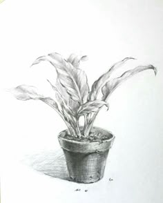 a pencil drawing of a potted plant