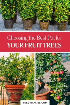 several potted plants with the words choosing the best pot for your fruit trees