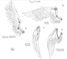 three different types of wings and their functions