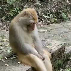 a monkey sitting on top of a tree stump next to a stone walkway in the woods