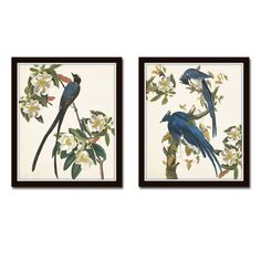 two blue birds sitting on top of a tree branch next to each other in front of white flowers