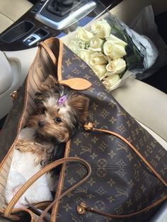 a small dog is sitting in a louis vuitton bag