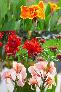 four different types of flowers are shown here