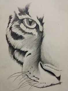 a pencil drawing of a tiger's face