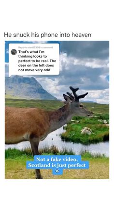 a deer with antlers on it's head is standing in front of a lake