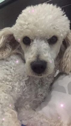 a close up of a dog on a bed with lights in it's ears