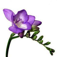 a purple flower with green stems on a white background