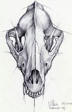 this is a drawing of a rhino skull