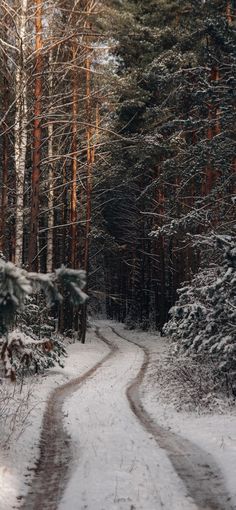 a snow covered road in the middle of a forest with pine trees on both sides