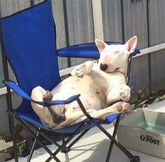 a white dog laying in a blue lawn chair