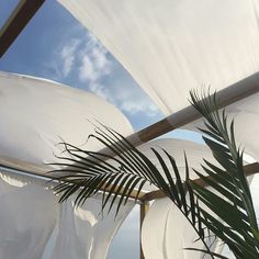 a palm tree sitting under a white canopy