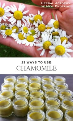 23 Ways to Use Chamomile - Herbal Academy blog Herbal Academy, Herbal Healing, Diy Remedies, Herbs For Health, Homemade Remedies, Tea Garden