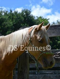 a brown horse with blonde hair standing in front of a wooden fence and looking at the camera