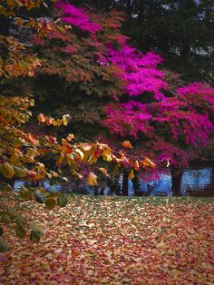 the leaves are falling on the ground in front of trees with purple and red flowers