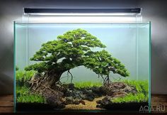 a bonsai tree in an aquarium with rocks and grass on the bottom, against a gray background