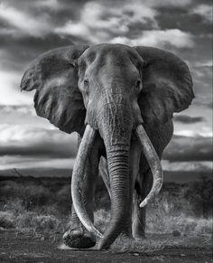 an elephant standing on top of a dry grass covered field with clouds in the background