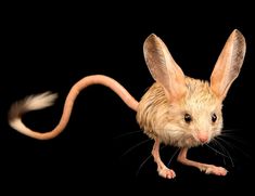 a brown rat with long ears on its head and tail, standing in front of a black background