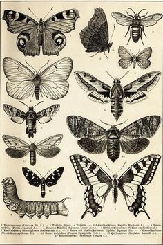 an old book with different types of moths