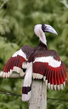 a bird with red, white and black feathers sitting on top of a wooden pole