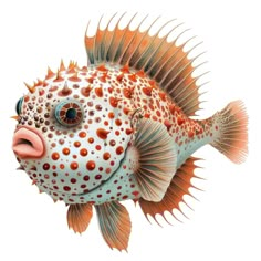 an orange and white puffer fish with spots on it's body, looking to the side