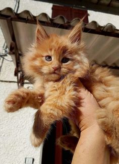 a person holding an orange cat up to the camera