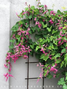 pink and green flowers growing on the side of a building