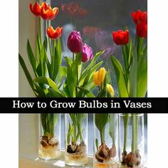 four vases with flowers in them sitting on a window sill, and the words how to grow bulbs in vases