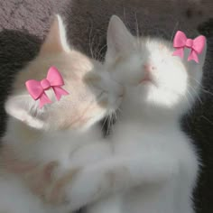 two white cats with pink bows on their ears