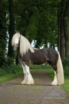 a brown and white horse with long hair standing on a dirt road next to trees