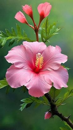 a pink flower with green leaves on it