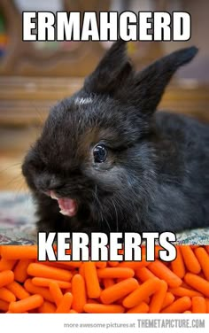 a rabbit is laying down with carrots in front of it and the caption reads, kerberts