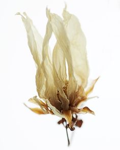 a dried flower is shown against a white background