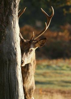 a deer with large antlers standing next to a tree in black and white photo