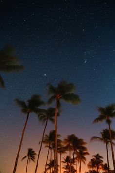 the night sky is filled with stars and palm trees