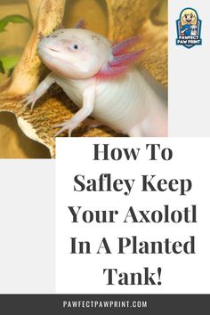 an axolot with the words how to safely keep your axolot in a planted tank