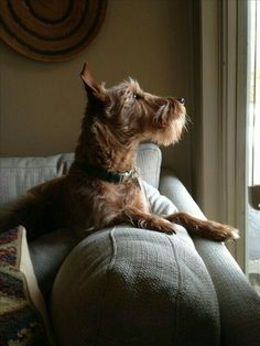 a brown dog sitting on top of a couch next to a window