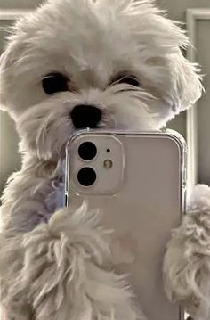 a white dog holding up a cell phone