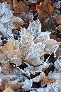 a leaf covered in frost sitting on top of some brown and white leaves with snow flakes