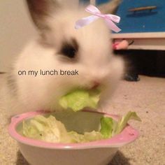 a bunny eating lettuce out of a bowl