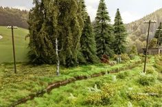 there are many trees and bushes on the side of this hill with a stream running through it