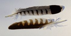 two brown and white feathers sitting on top of each other