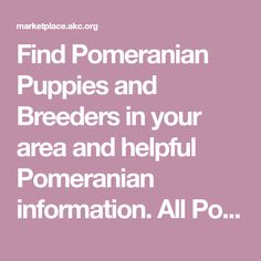 the words find pomeranian puppies and breeds in your area and helpful pomeranian information all pro