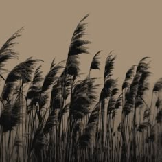 black and white photograph of tall grass blowing in the wind