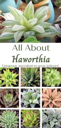 all about haworthia, the most beautiful succulents to grow indoors