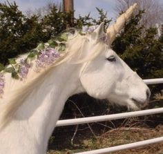 a white horse with flowers on it's head standing in front of a fence