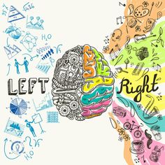 the left and right side of a human's brain