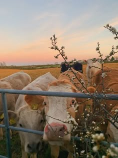 several cows are standing in the grass behind a fence and looking at the camera man