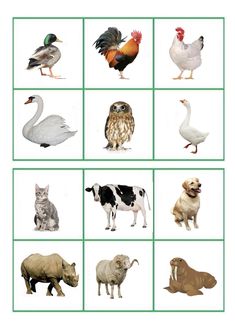 the animals and birds are grouped together in this puzzle board game, which includes pictures of different types of farm animals