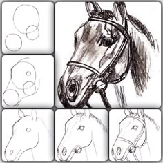 four different pictures of horses and their heads