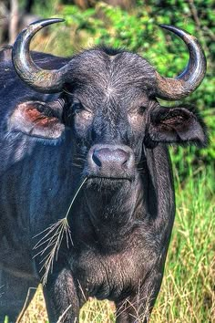 a black bull with large horns standing in the grass and looking at the camera man